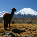 Niño Alpaca