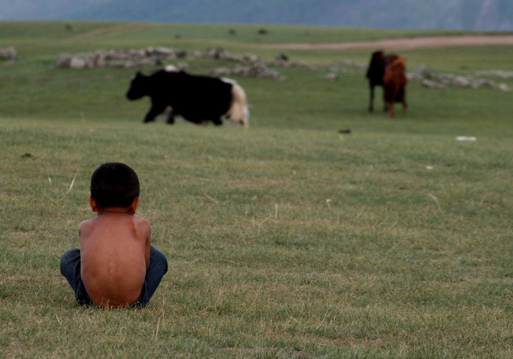 niño contemplando los yaks