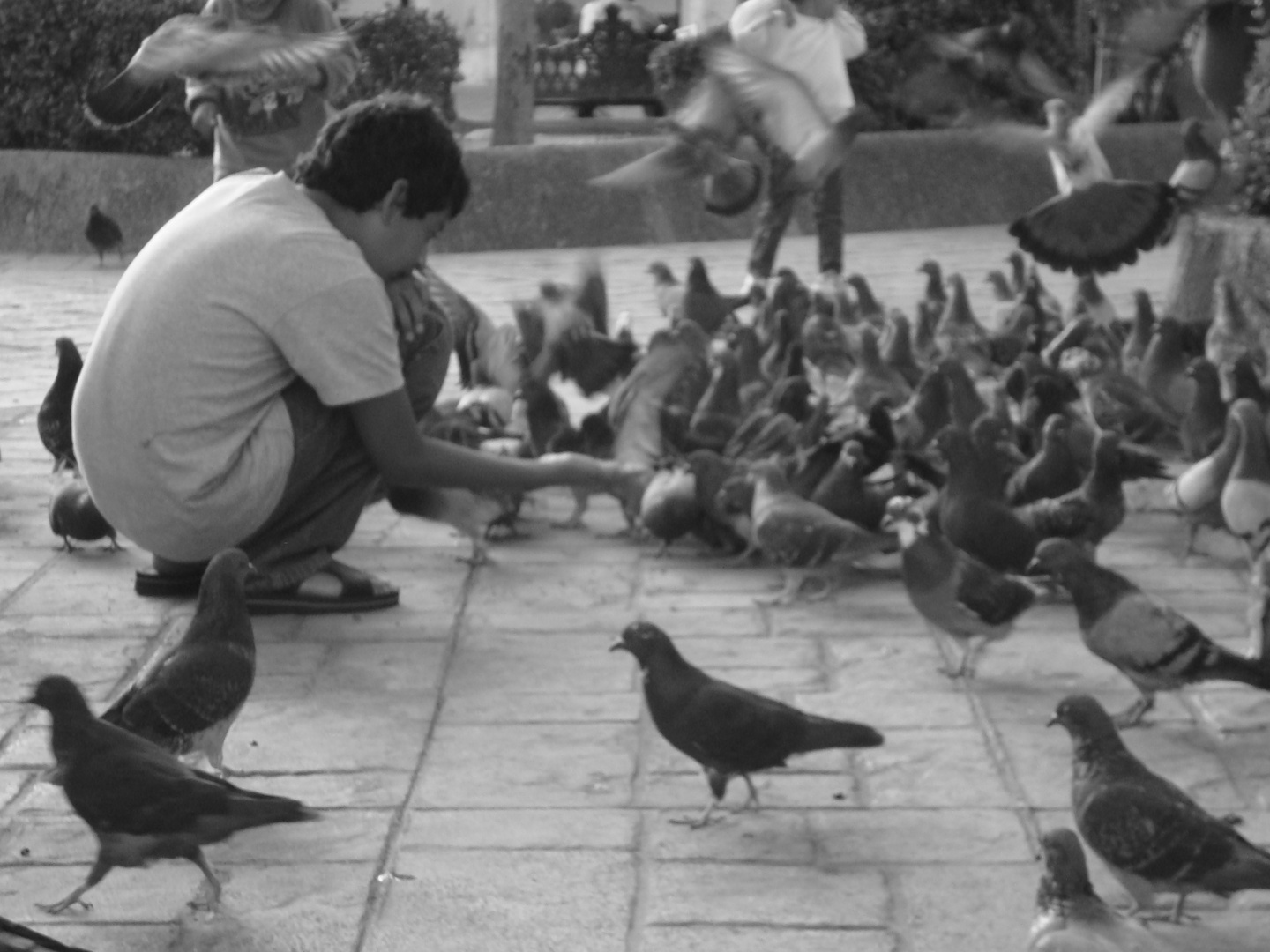 Niño y Palomas