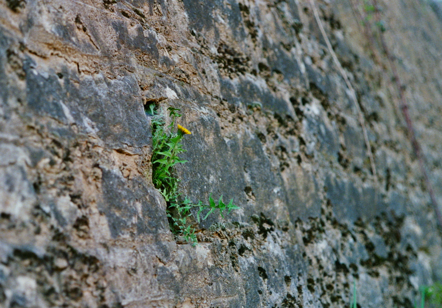 Nischenleben