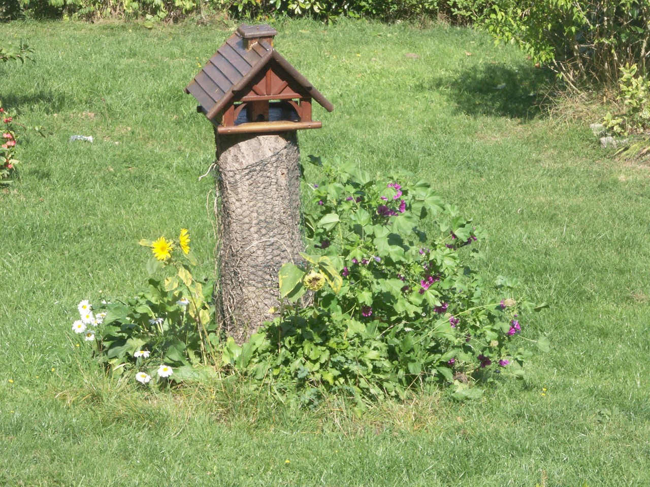 Nistbaum von mehreren Holzbienen