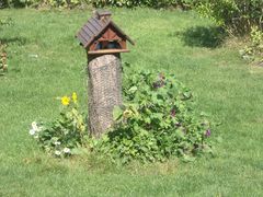 Nistbaum von mehreren Holzbienen