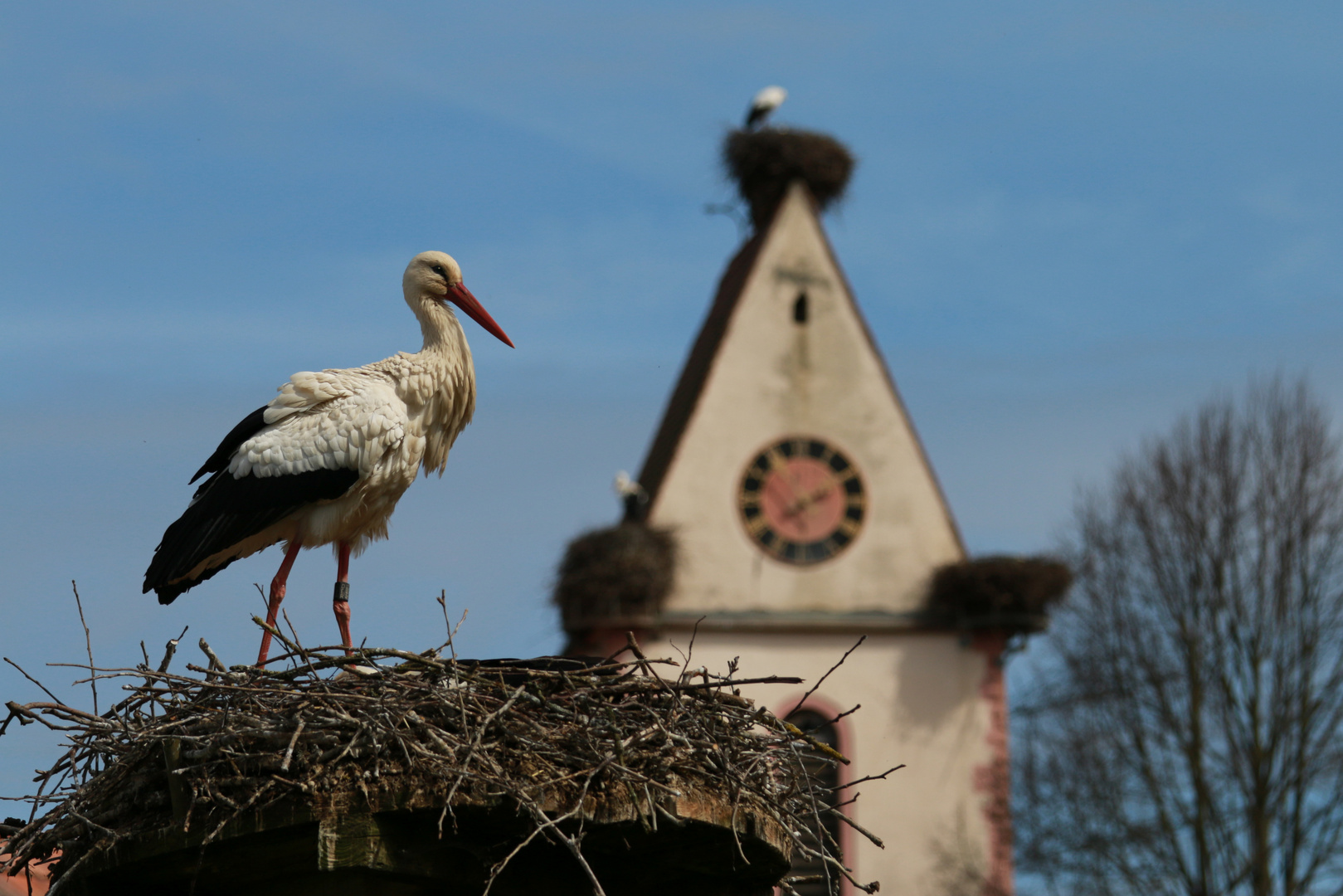 Nistende Störche in Holzen