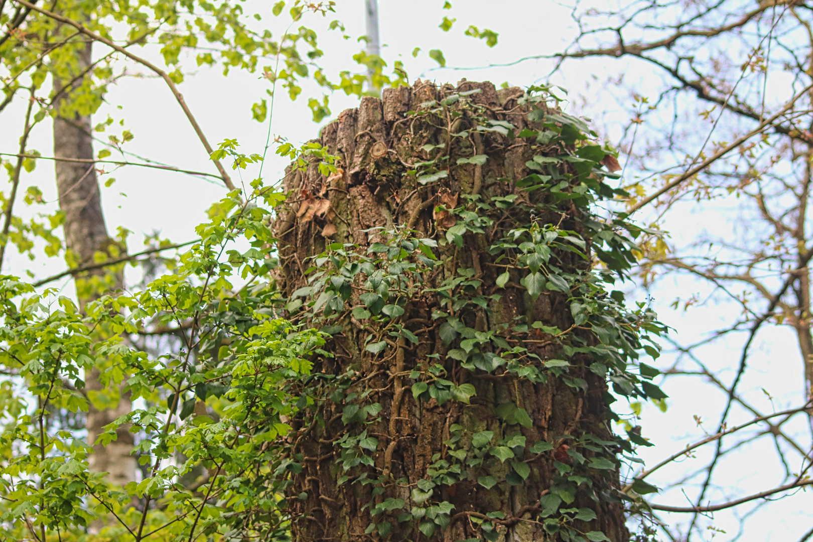 Nisthöhlen, Natur durch Todholzstämme, Torsos alter Baumveteranen