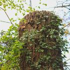 Nisthöhlen, Natur durch Todholzstämme, Torsos alter Baumveteranen