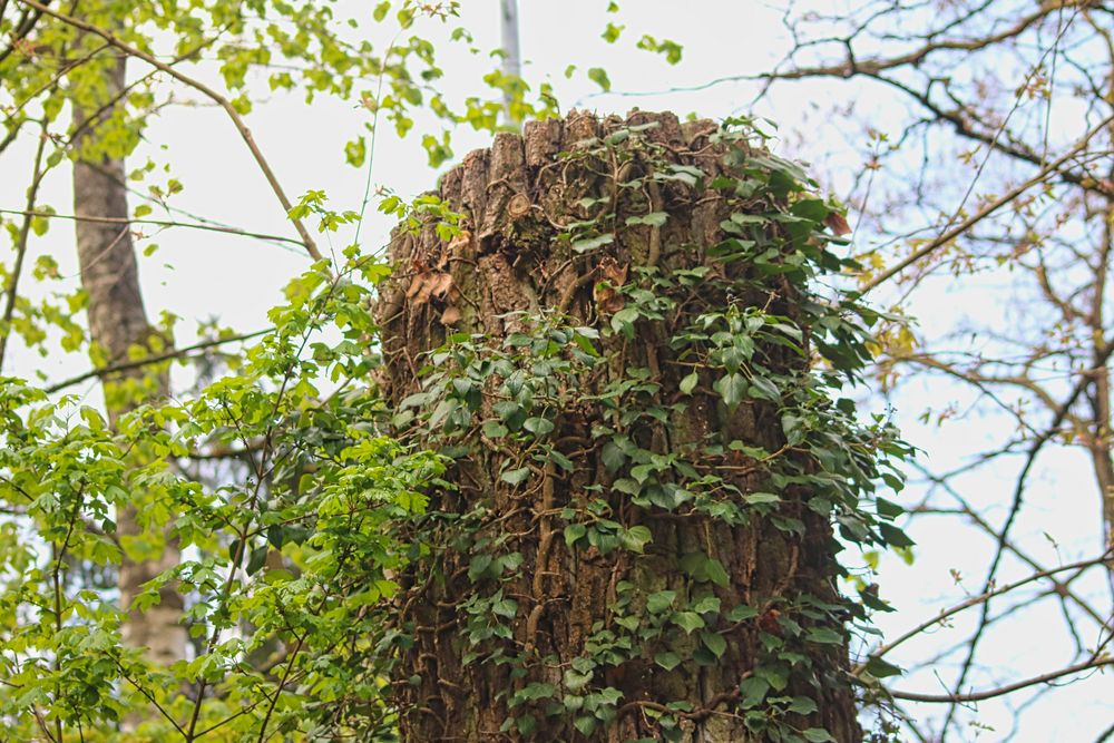 Nisthöhlen, Natur durch Todholzstämme, Torsos alter Baumveteranen