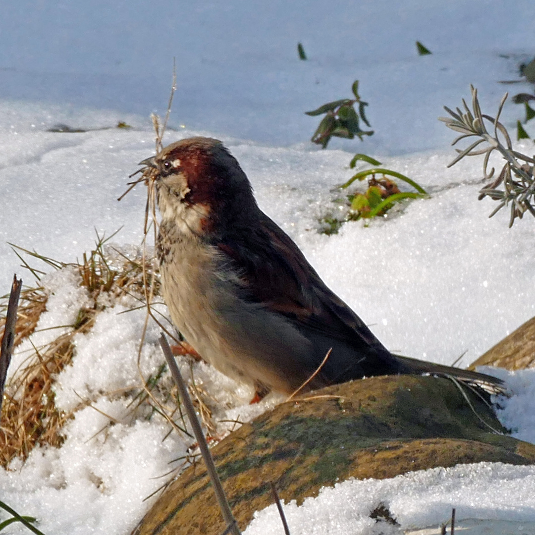 Nistmaterial noch bei Schnee