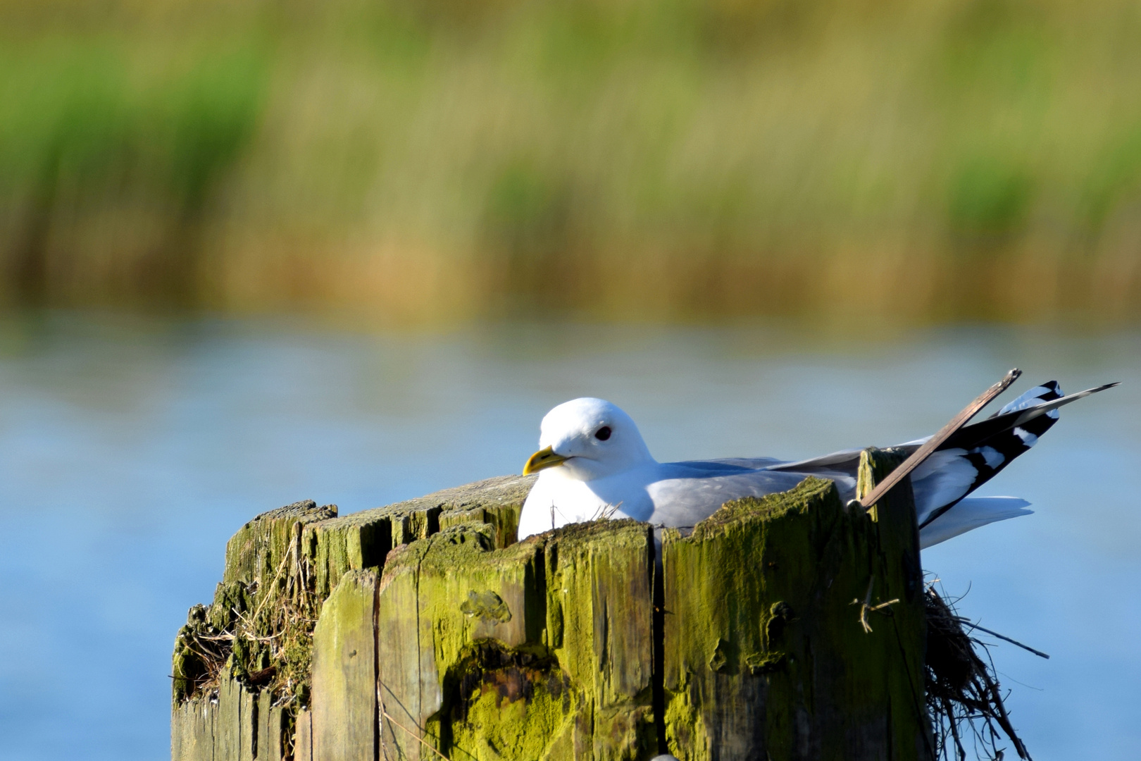 Nistplatz im Hafen