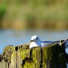 Nistplatz im Hafen