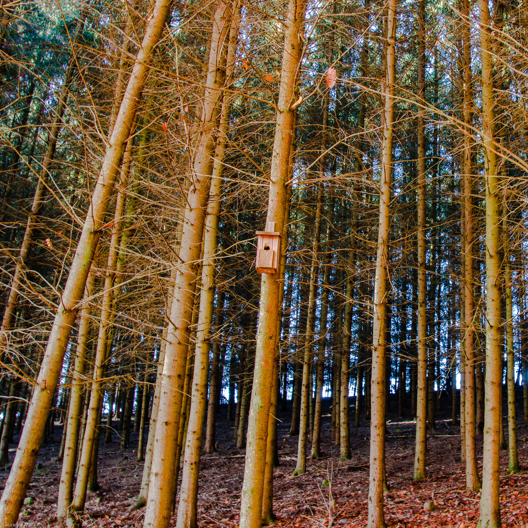 Nistplatz im Nadelwald