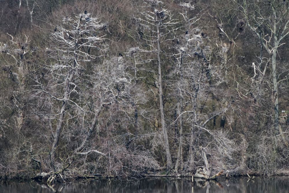 Nistplatz vom Kormoran