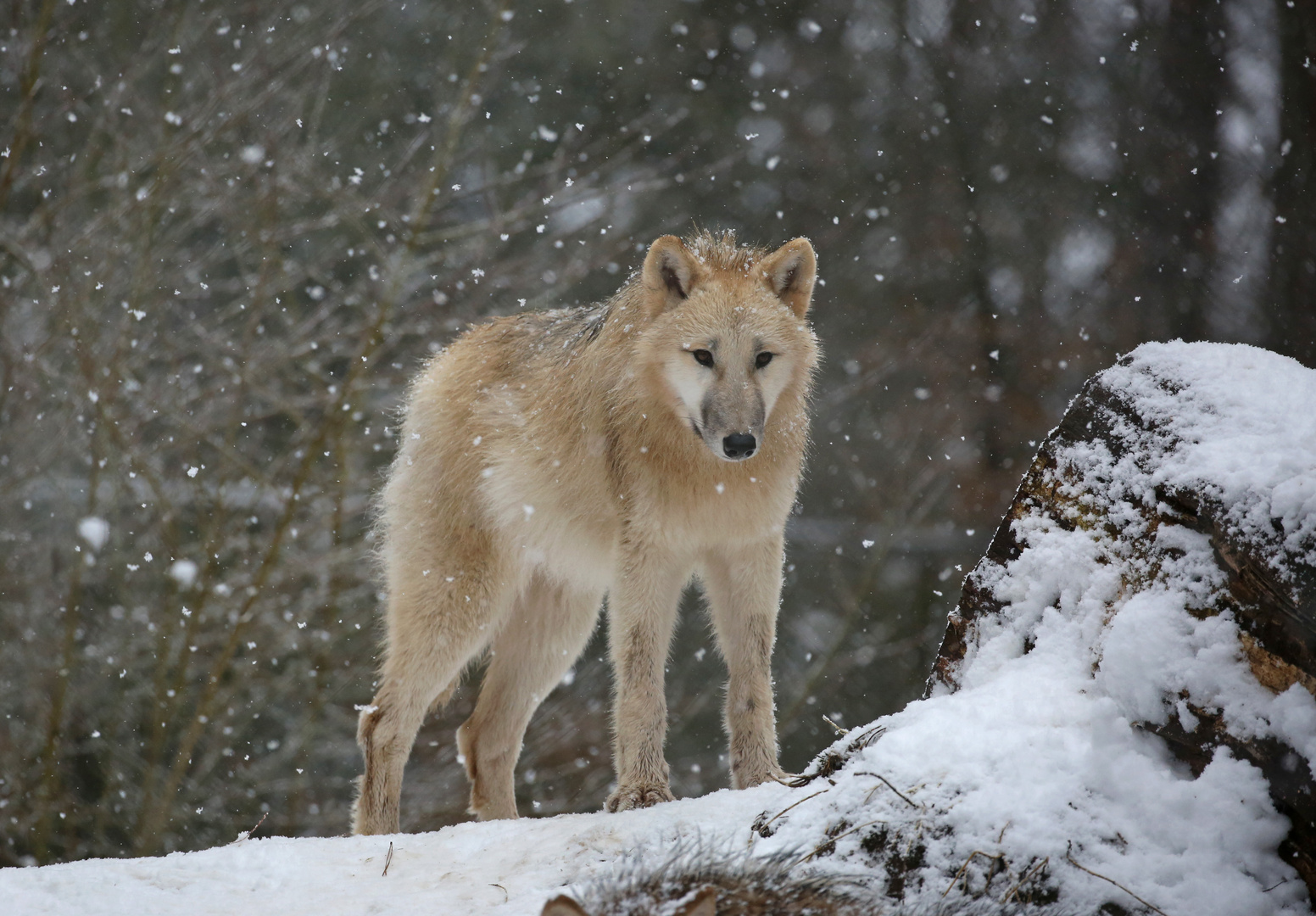 Nitika im Schnee