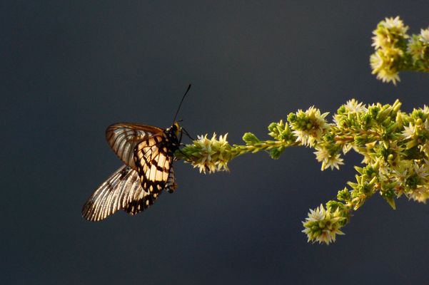 NITMILUK NATIONAL PARK #6