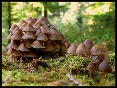 Nitrathelmling (Mycena stipata)