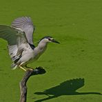 Nitticora ((Nycticorax-nycticorax)