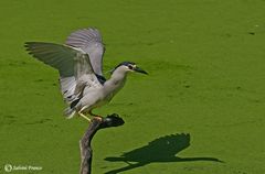 Nitticora ((Nycticorax-nycticorax)