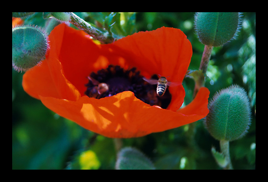 nix als Mohn....