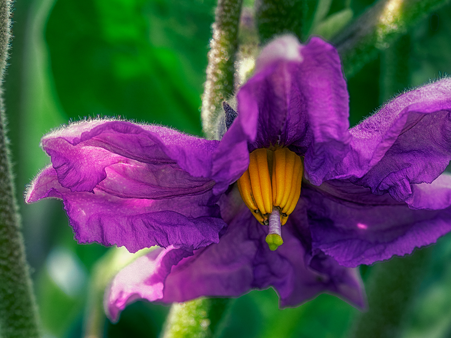 Nix Bachblüte(n)...