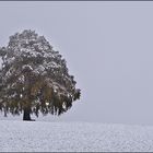 nix besonderes im allgäu...