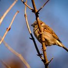 Nix besonderes: Nur wieder ein Haussperling