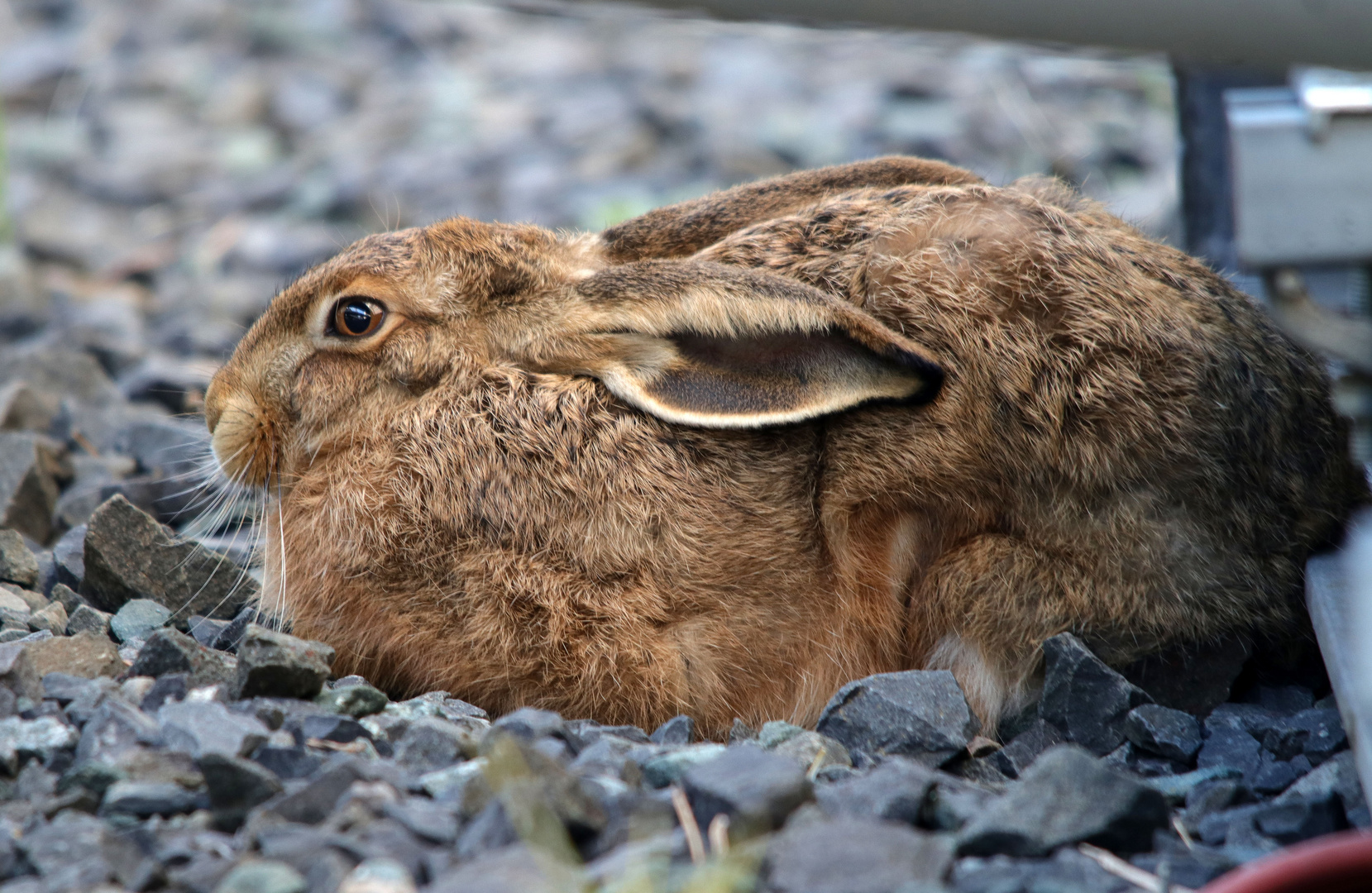 Nix Feld...Fakir-Hase!