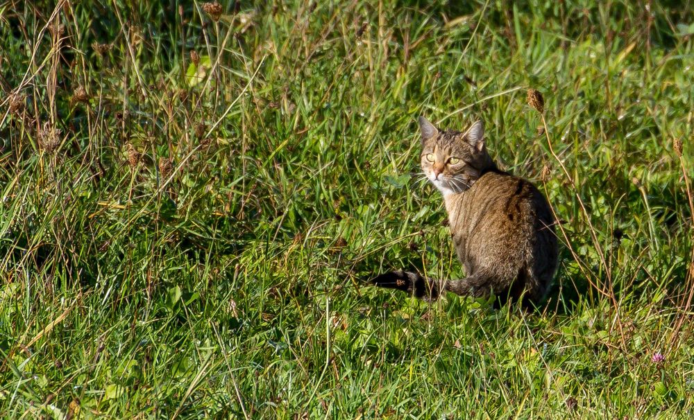 Nix Fuchs und Co - sondern nur ne Hauskatz gab's als Beute