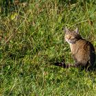 Nix Fuchs und Co - sondern nur ne Hauskatz gab's als Beute