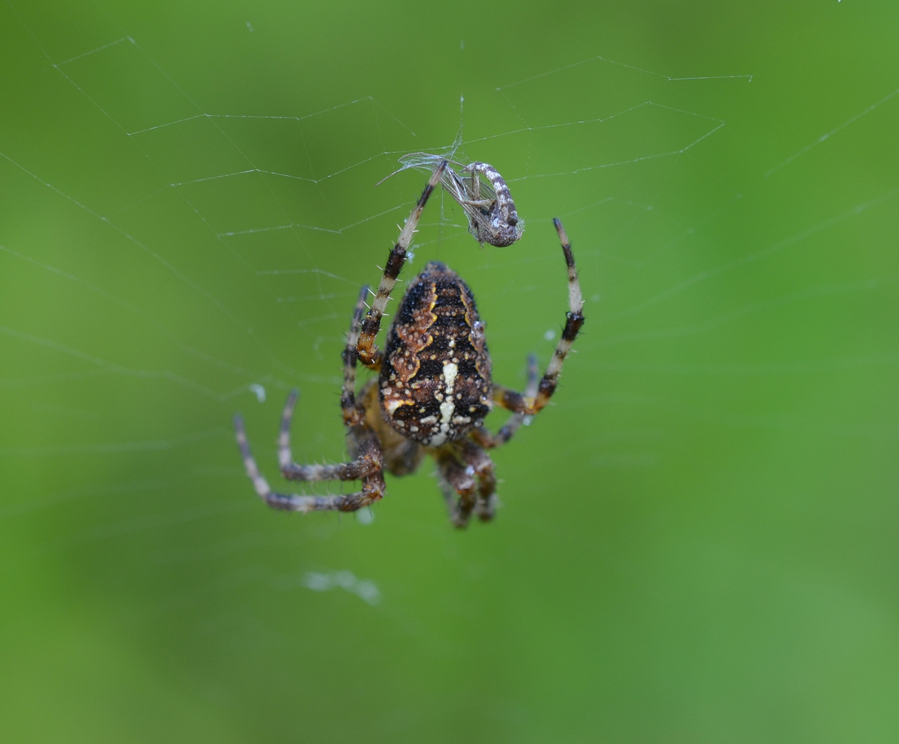 Nix für Arachnophobiker (2)