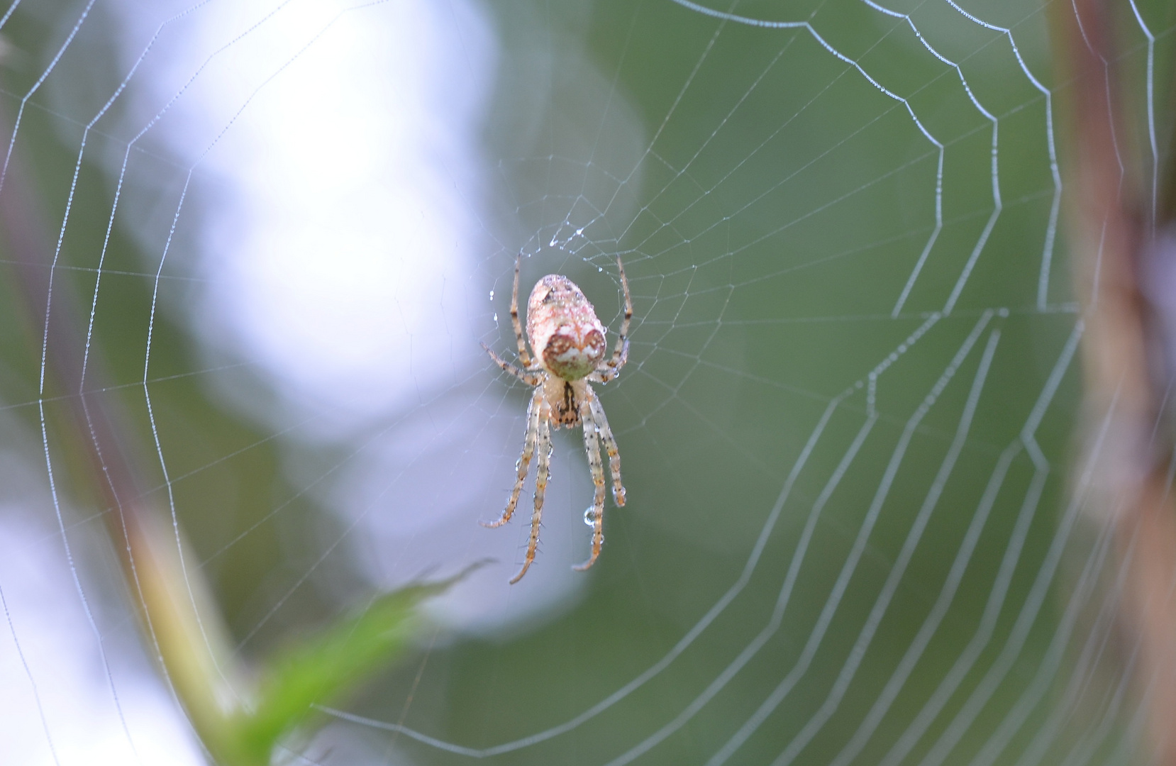 Nix für Arachnophobiker (3)