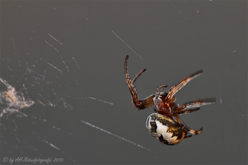 Nix für Arachnophobiker