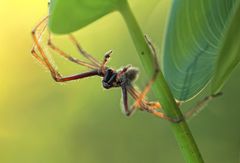 nix für Arachnophobiker