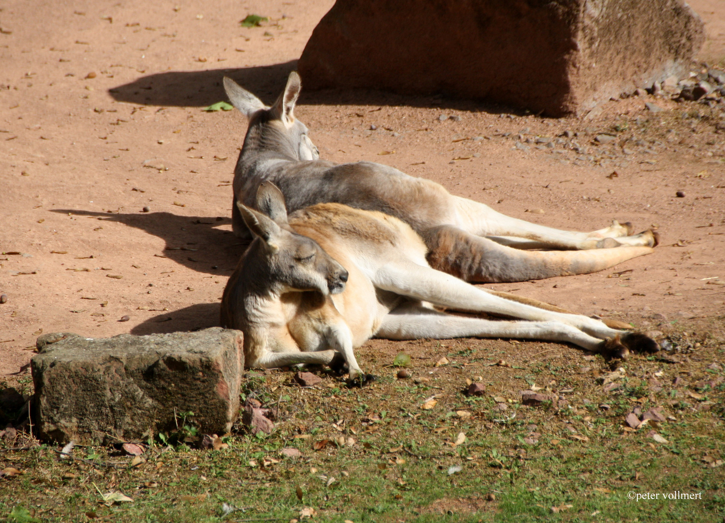 nix im Beutel, aber im Zoo rummchillen