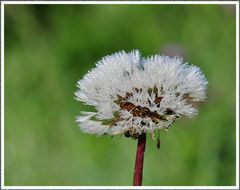 Nix is mit wechfliegen, sind angebabbt :-)