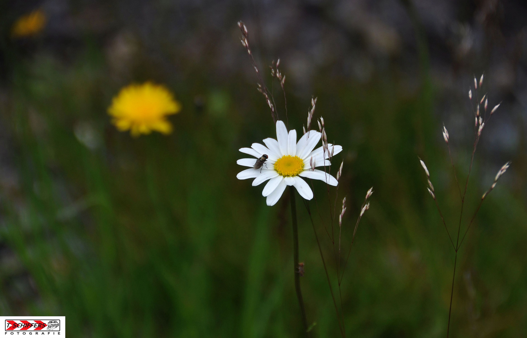 Nix Libelle