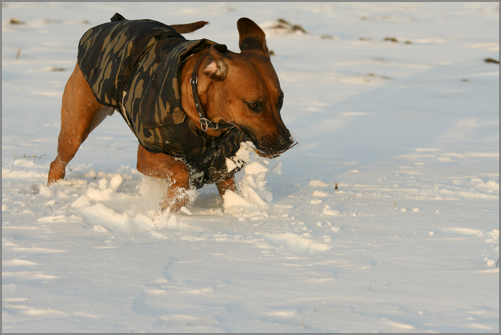 nix mehr Pulverschnee