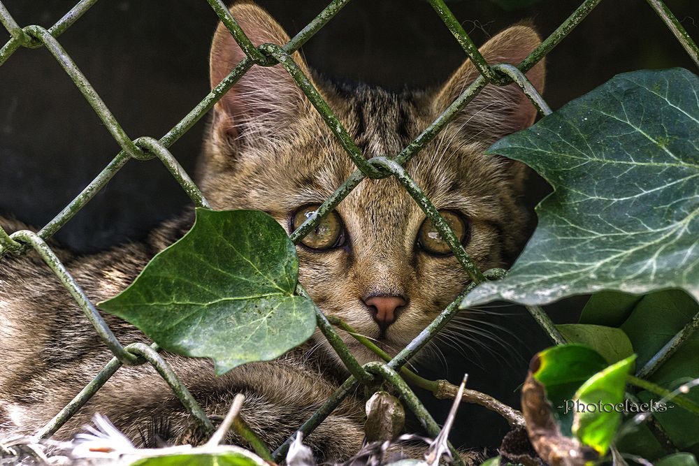 Nix Miezekatze-guckst Du Wildkatze