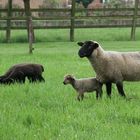 nix mit Osterlamm und so ... wir genießen diese Frühlingswiese