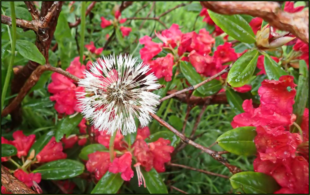 Nix mit Pusteblume...