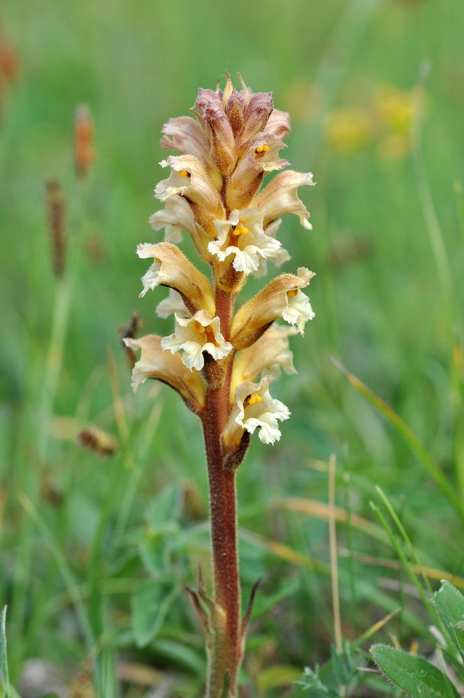 nix Orchidee: Gelbe Sommerwurz (Orobanche lutea)