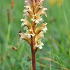 nix Orchidee: Gelbe Sommerwurz (Orobanche lutea)