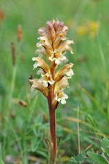 nix Orchidee: Gelbe Sommerwurz (Orobanche lutea)