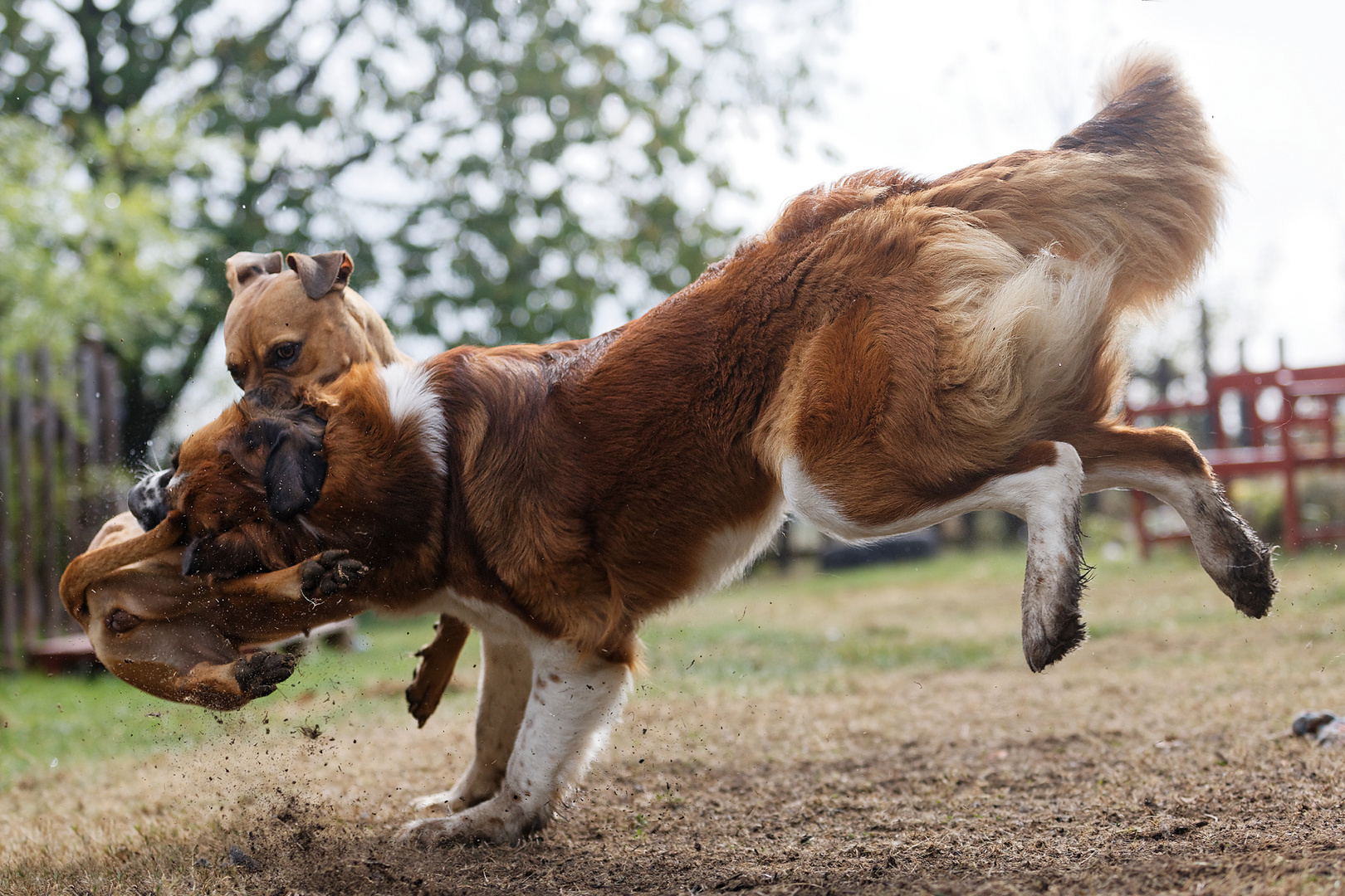 Nix zu verschenken Foto & Bild tiere, haustiere, hunde Bilder auf