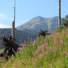 Nizke Tatry