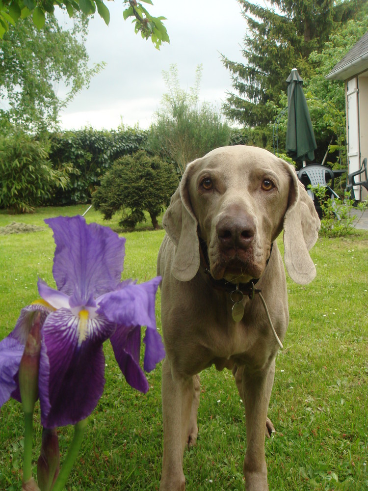 Nizzo et un Iris. Mai 2009