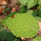 ...n`Käfer auf dem Blatt... was ist das schon...