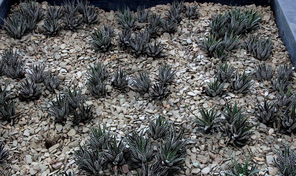 NL - Floriade-012 - Pflanzen zur Bodenbedeckung