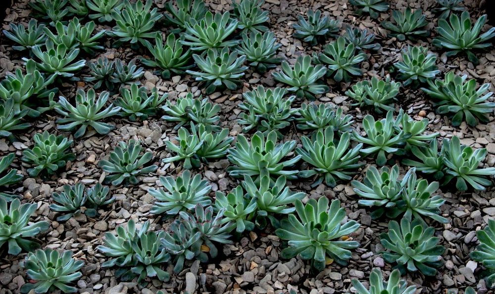 NL - Floriade-013 - Pflanzen zur Bodenbedeckung