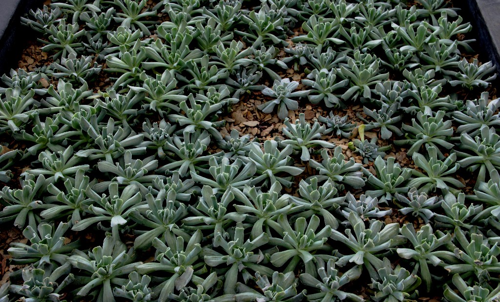 NL - Floriade-014 - Pflanzen zur Bodenbedeckung