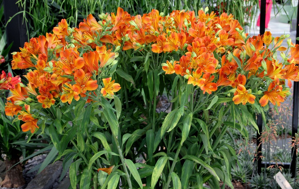 NL - Floriade-024 - orange Blüten