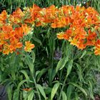 NL - Floriade-024 - orange Blüten